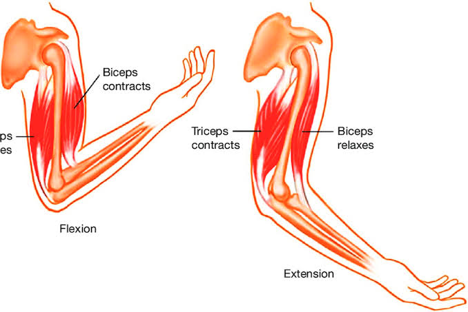 10 Difference Between Biceps And Triceps - Viva Differences