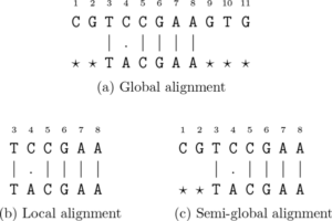 Difference Between Global And Local Sequence Alignment - VIVA DIFFERENCES