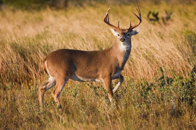 What Is A Small Male Deer Called