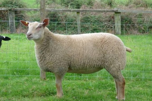 Difference Between Lamb And Sheep (With Pictures) - VIVA DIFFERENCES