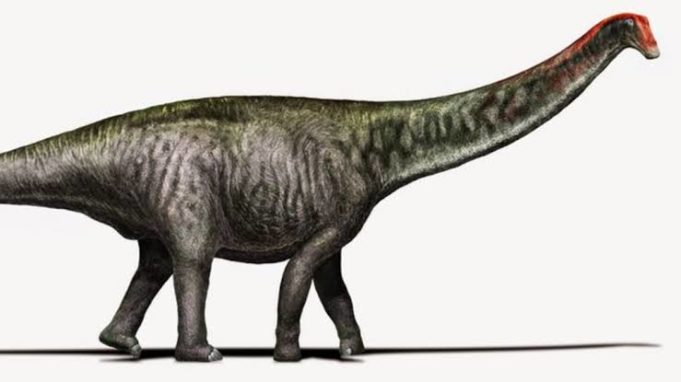 difference between brontosaurus and brachiosaurus