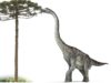 difference between brontosaurus and brachiosaurus