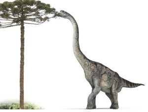 difference between brontosaurus and brachiosaurus