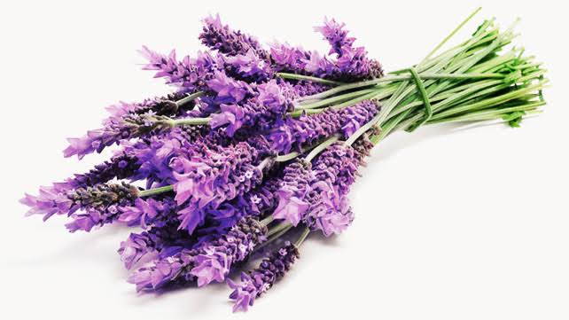 12 Difference Between Lavender And Lilac (Color & Flower)