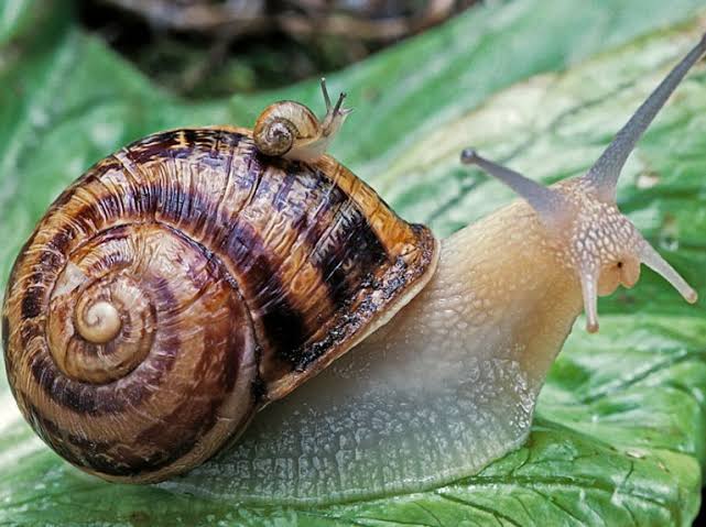 Difference Between Slug And Snail (With Pictures) - VIVA DIFFERENCES