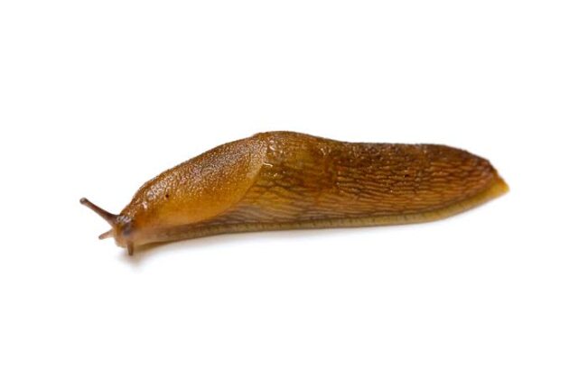 Difference Between Slug And Snail (With Pictures) - VIVA DIFFERENCES