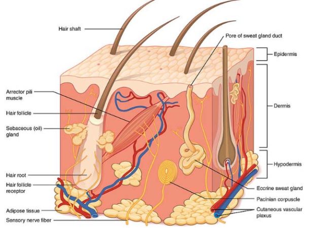 Difference Between Endocrine And Exocrine Glands - VIVA DIFFERENCES