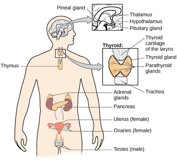 adrenal glands produce hormones called