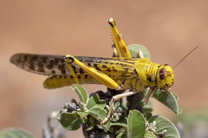 Difference Between Grasshopper And Locust (With Pictures) - VIVA ...