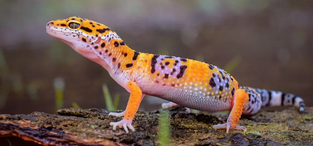 Difference Between Gecko And Lizard (With Pictures) - VIVA DIFFERENCES
