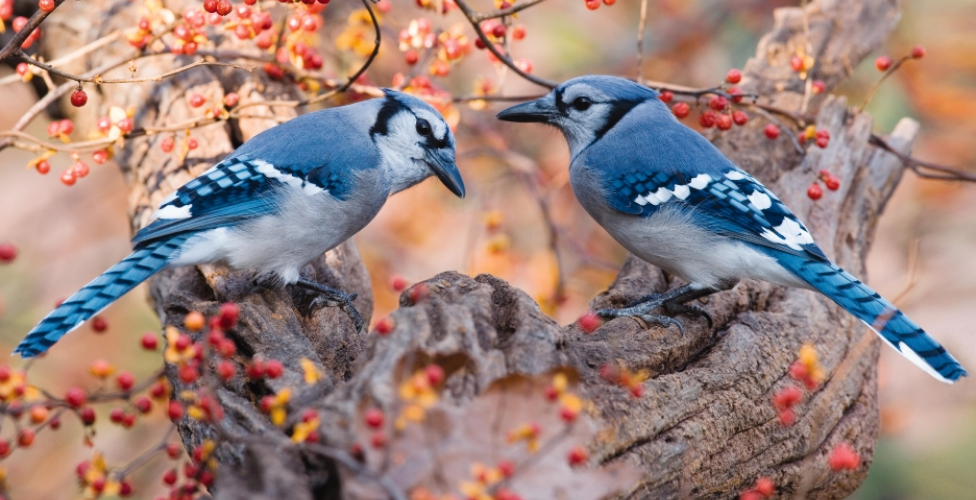 How To Distinguish A Female Blue Jay Bird From A Male - Database Football