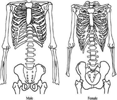 Difference Between Male And Female Ribs - Viva Differences