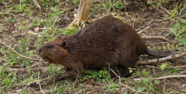 Difference Between Beavers And Otters - VIVA DIFFERENCES