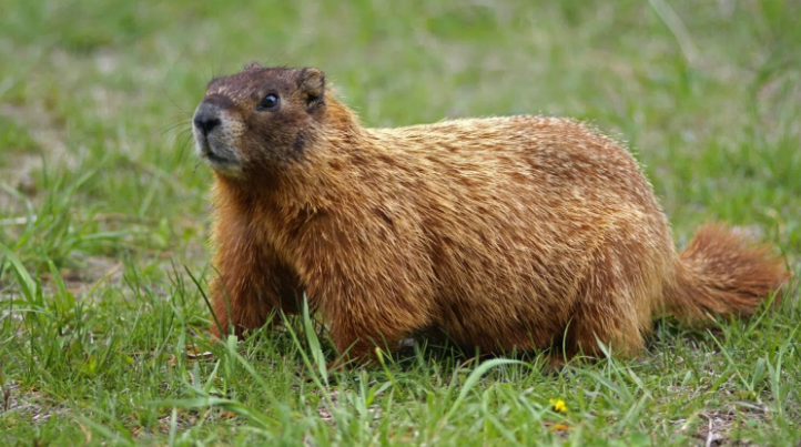 Difference Between Groundhog and Beaver - VIVA DIFFERENCES