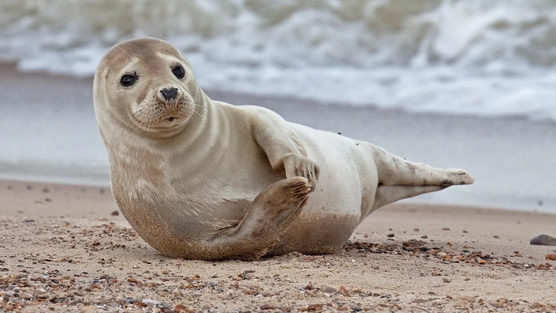 Difference Between Sea Lions And Seals - VIVA DIFFERENCES