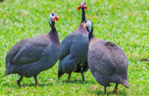 Difference Between Male And Female Guinea Fowl - VIVA DIFFERENCES