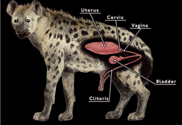 Difference Between Male And Female Spotted Hyenas Viva Differences 2612