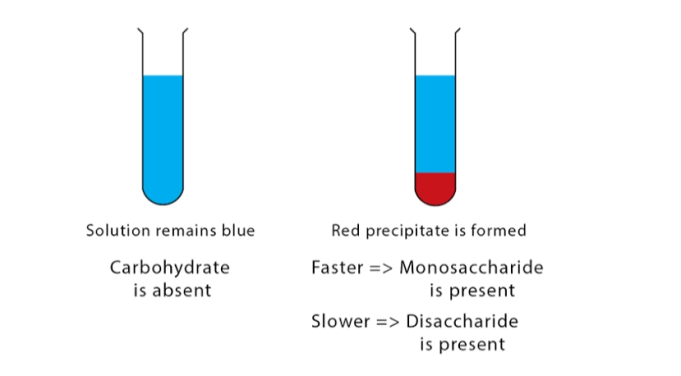 Barfoed’s Test: Principle, Reagents & Result Interpretation - VIVA ...