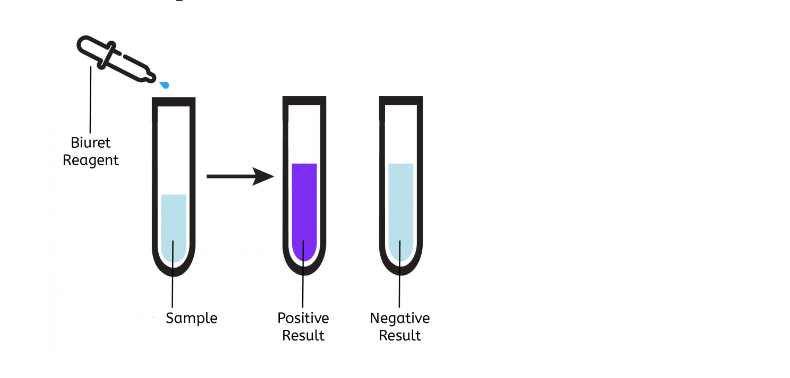 Biuret Test Principle Reagent And Result Interpretation Viva Differences