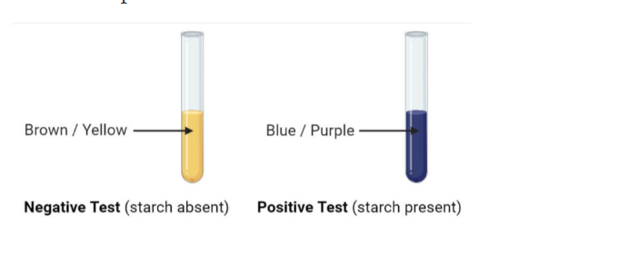 testing for starch experiment