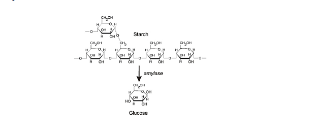 testing for starch experiment