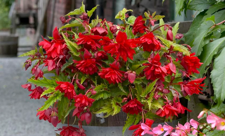 Red begonia