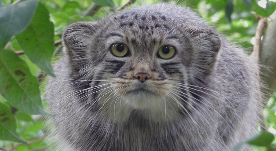 Wild cat species