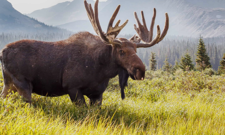 Moose