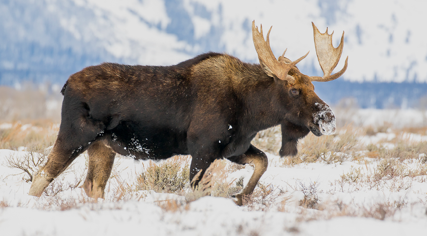 Moose