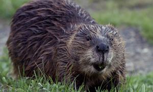 20 Types of Beaver Species: Facts and Where They’re Found - VIVA ...