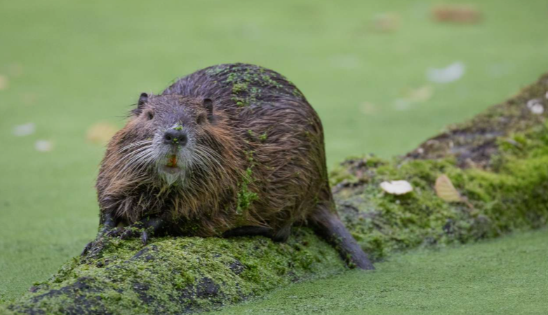 Beaver Species