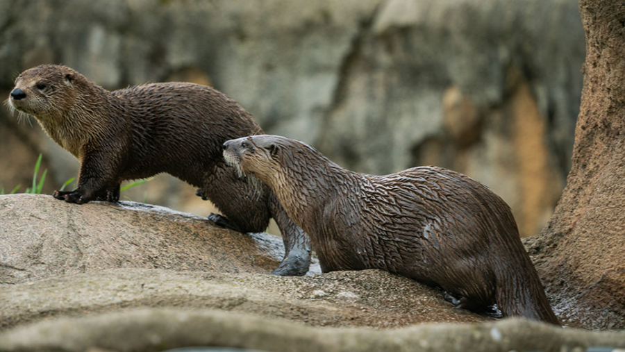 Otter