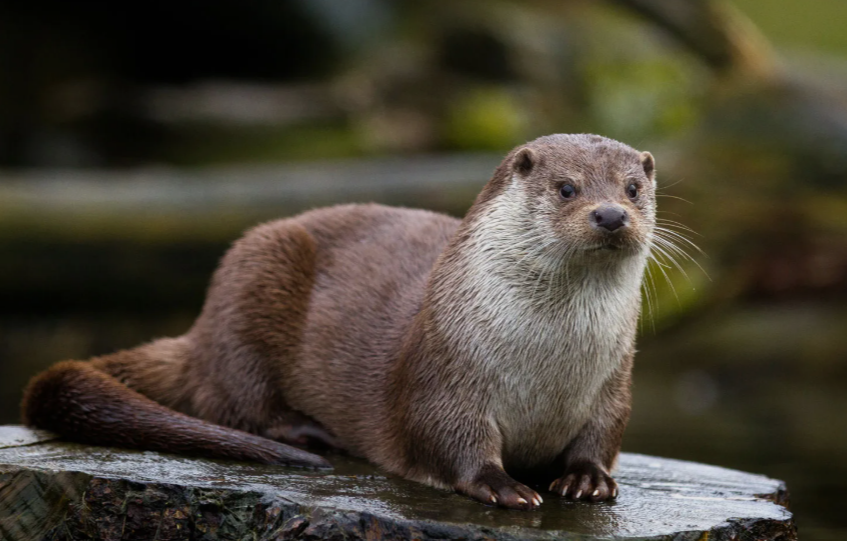 Otter