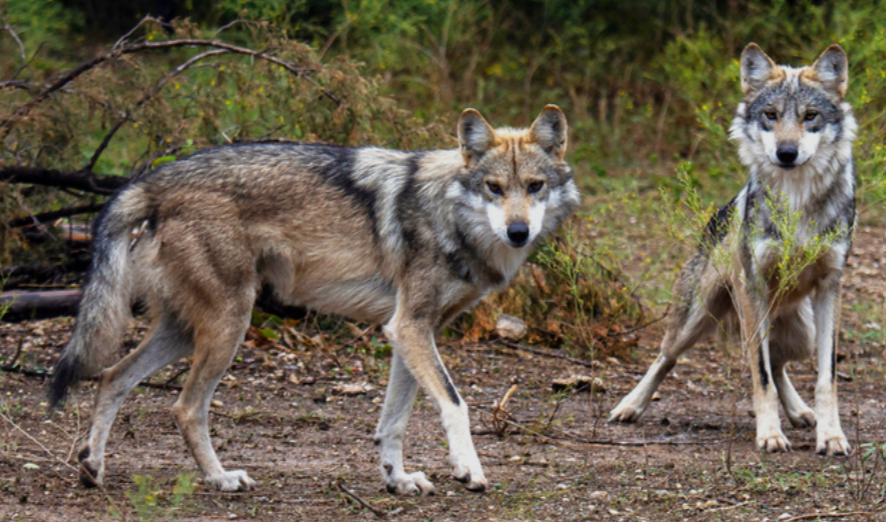 Wolves