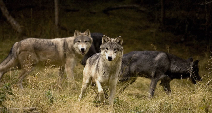 Wolves