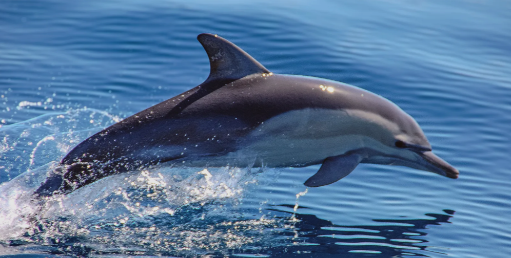 Dolphin