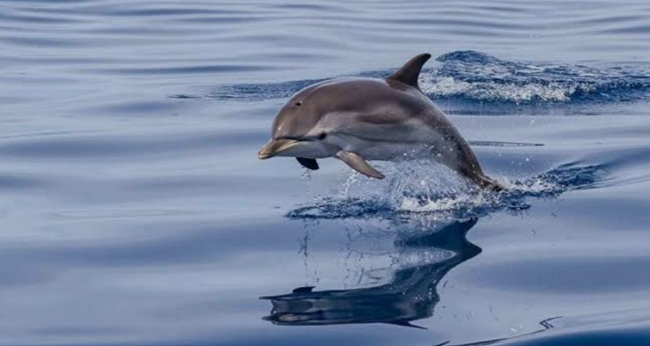 Dolphin in water
