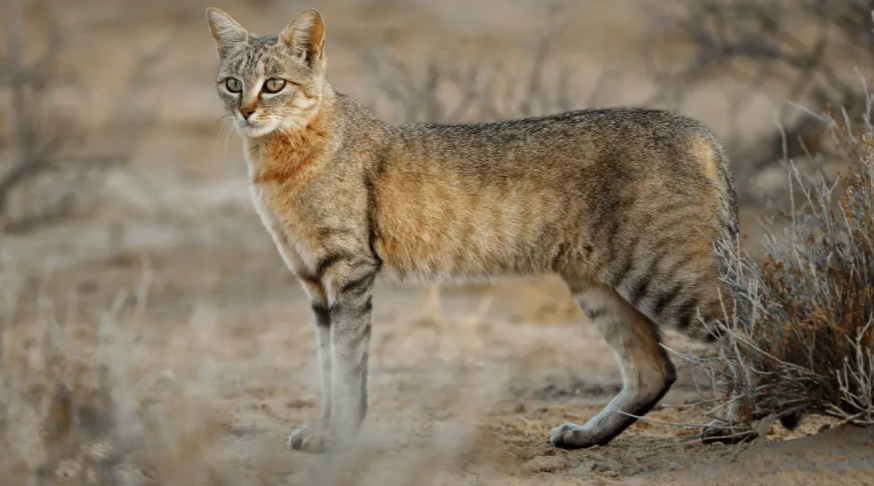 Wild Cat Species