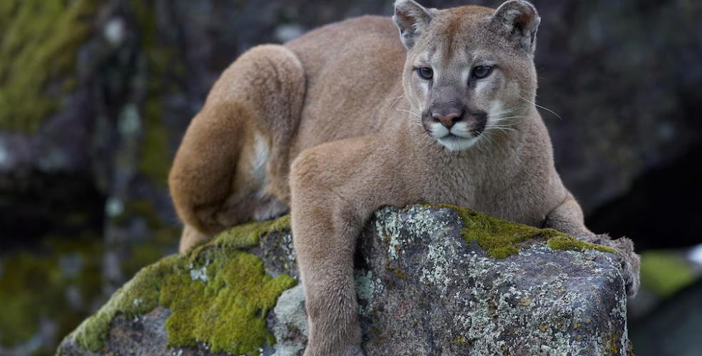 Mountain Lion