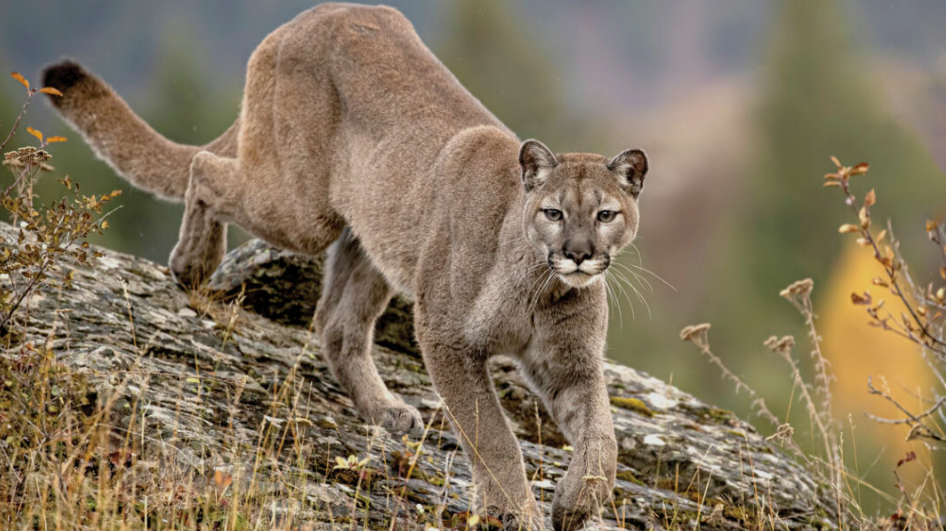 Mountain Lion