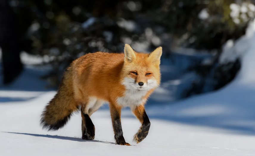 Fox