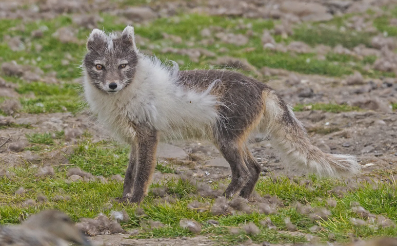fox