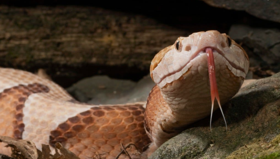 Snakes