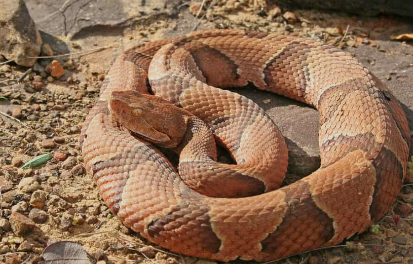snakes