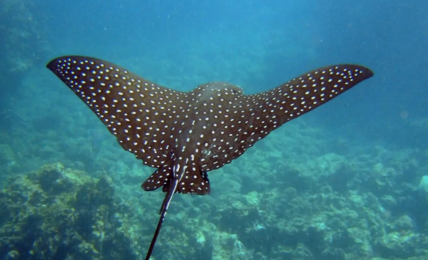 Stringray
