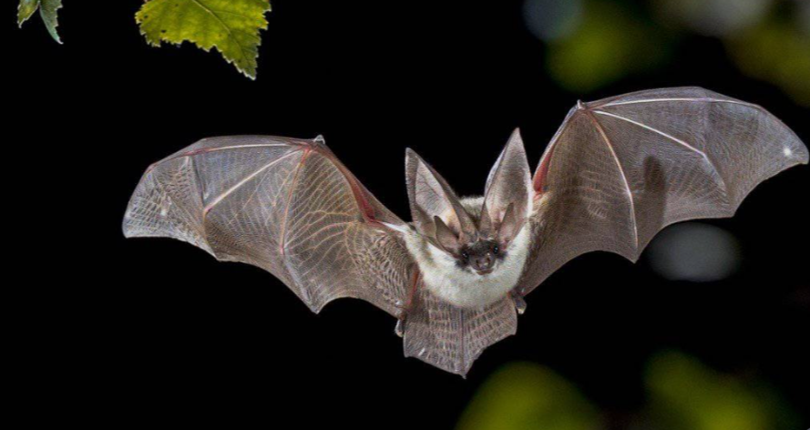Bat