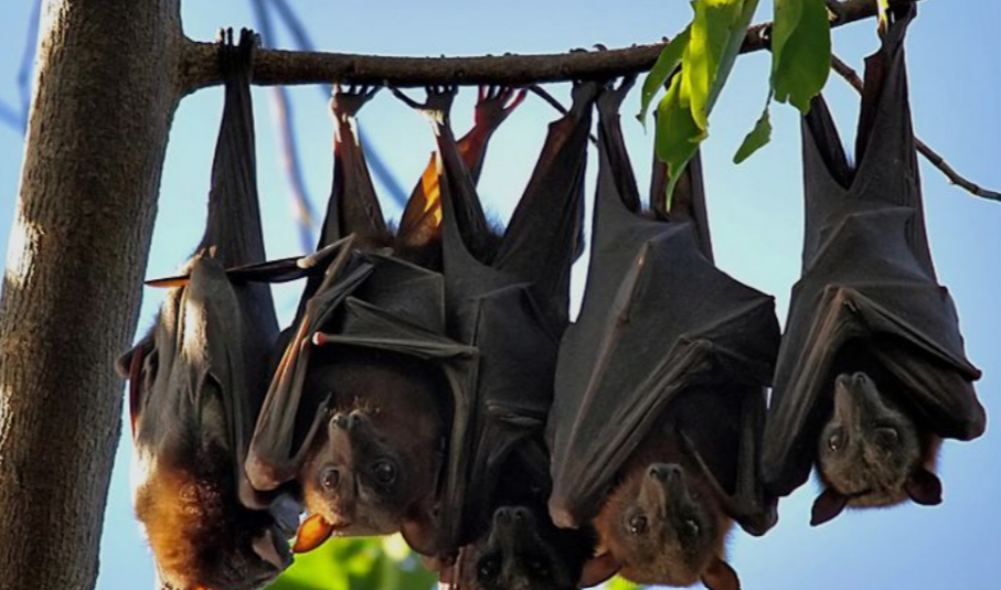 Bats