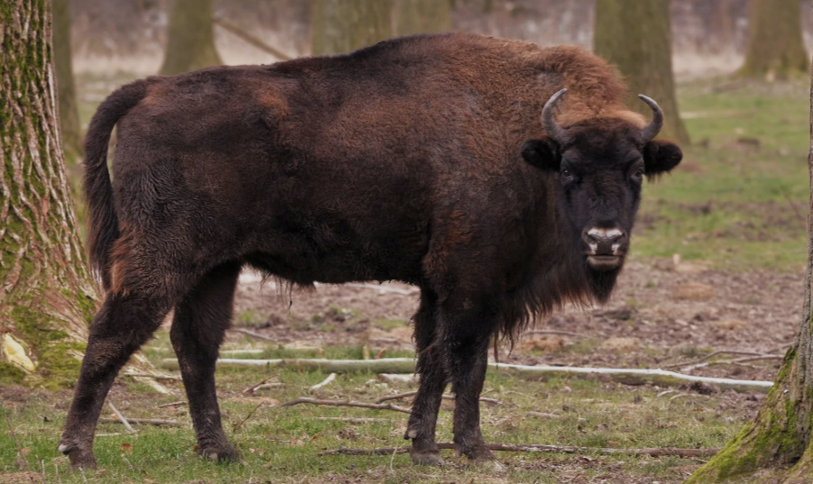 Bison