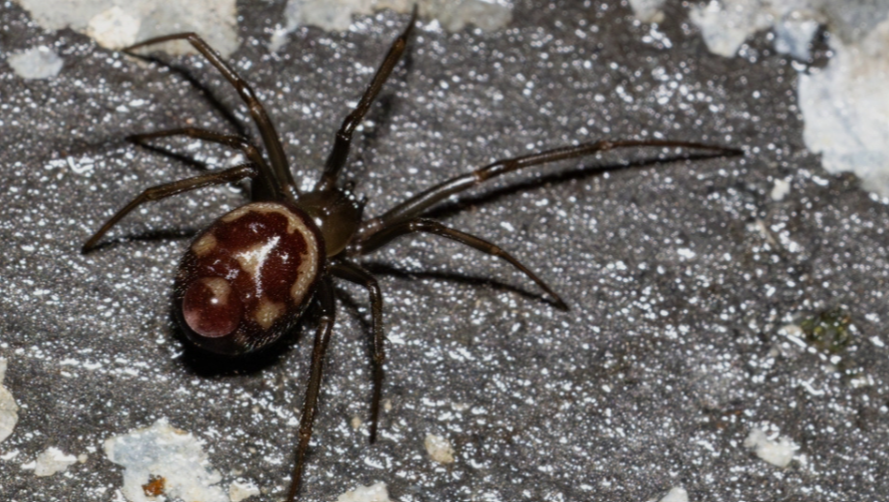 Spider