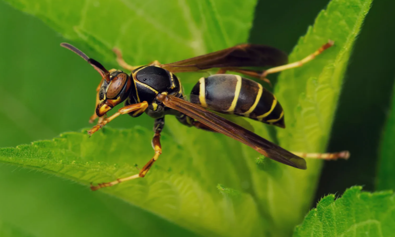 Wasp